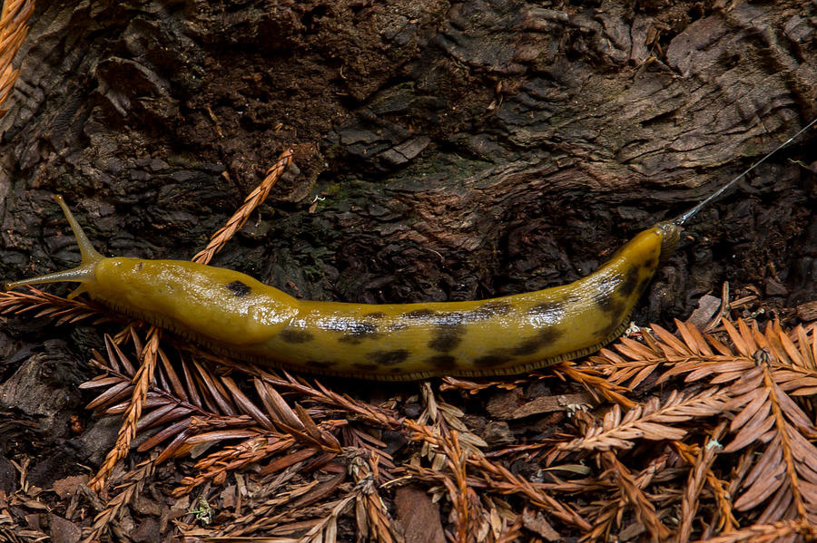 Banana Slug in Muir Woods Photograph by Natural Focal Point Photography