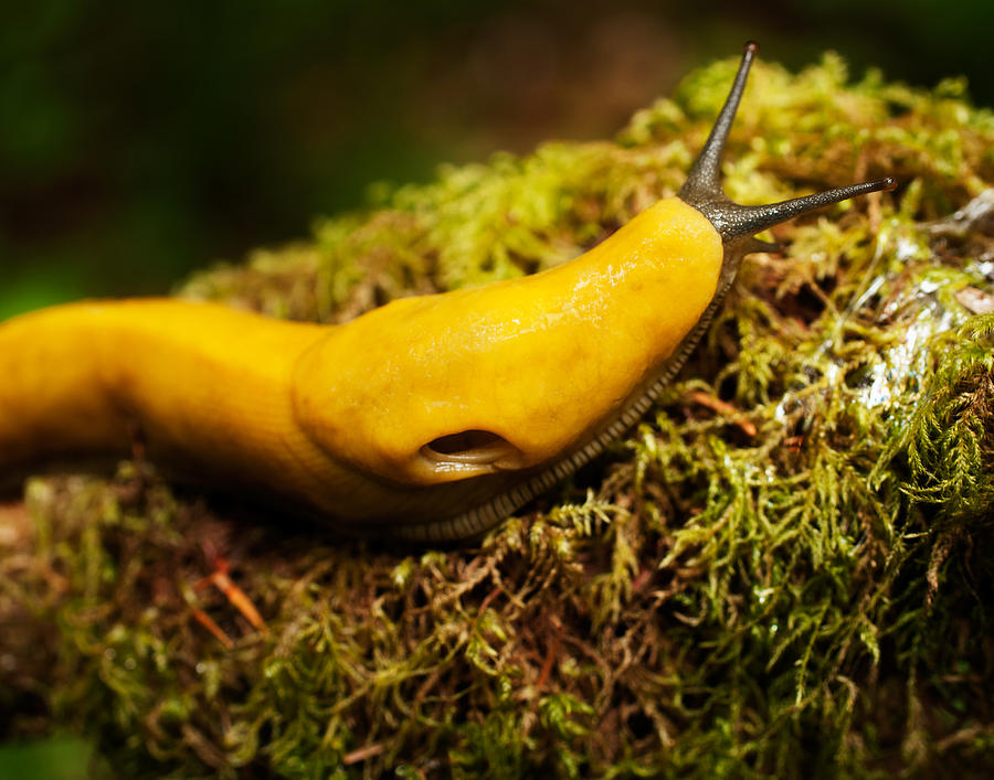 Banana slug Photograph by Sammy Miller - Fine Art America