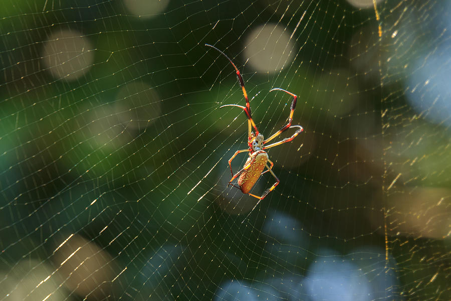 Banana Spider in Web Photograph by Patricia Schaefer