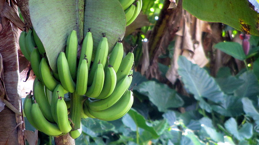 Banana Tree Photograph by Anita Burgermeister