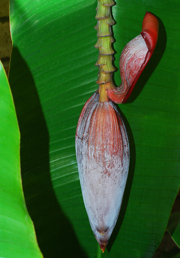 Banana Tree Bud Photograph by Connie Fox