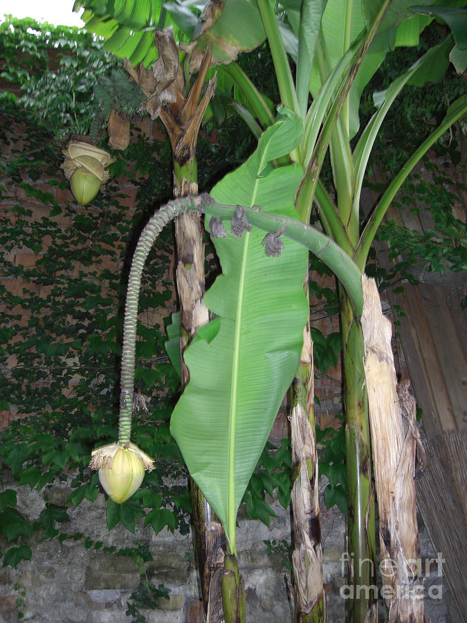 Banana tree flower buds Photograph by Deborah Smolinske