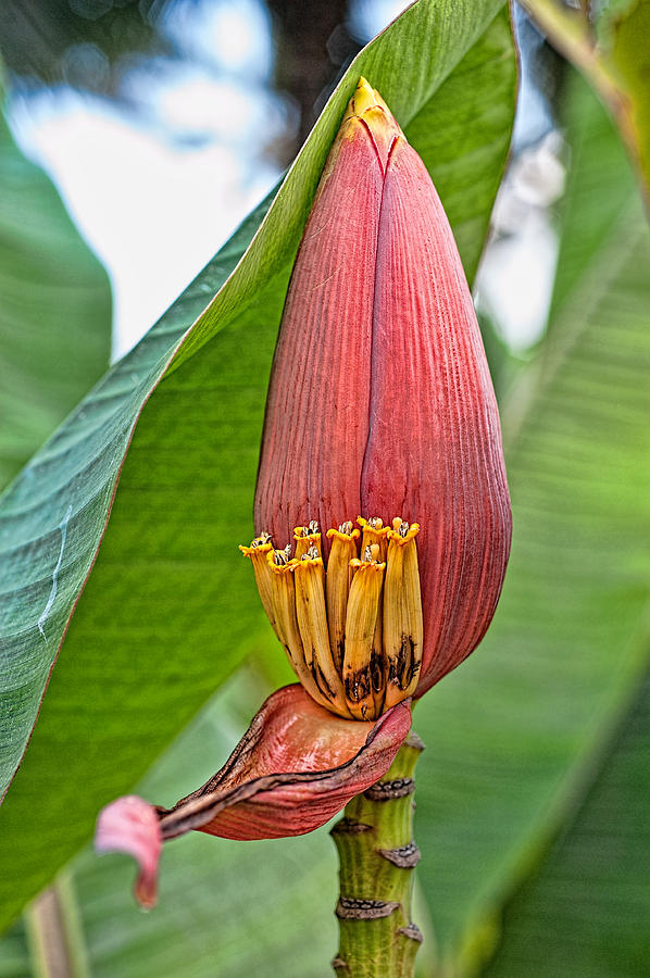 Banana Tree Flower Photograph by Dan McManus