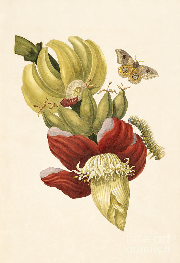 Banana Tree Flower With Io Moth Photograph by Getty Research Institute
