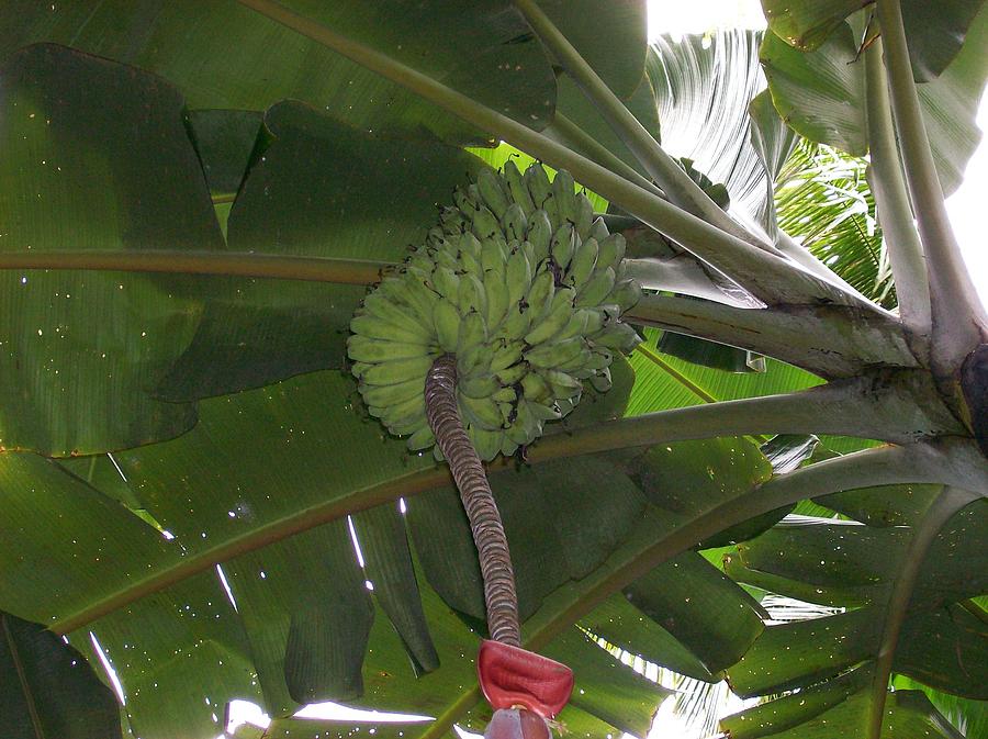 Banana Tree in Jungle Photograph by Rico Perez