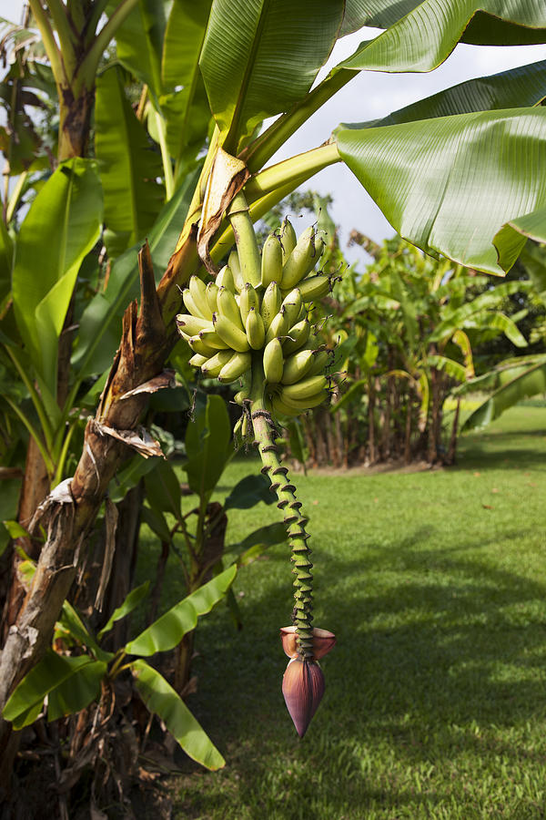 Banana Tree Photograph by Jenna Szerlag