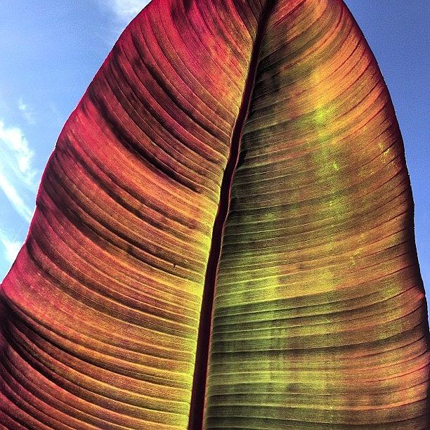 Banana Tree Leaf Photograph by Gail Illman