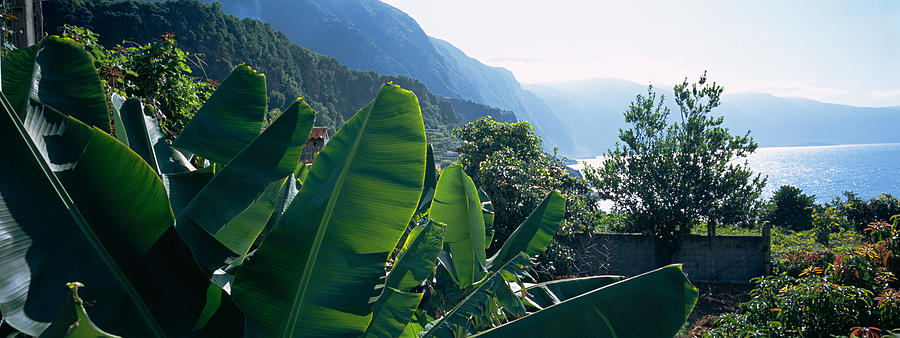 Nature Photograph - Banana Trees In A Garden by Panoramic Images