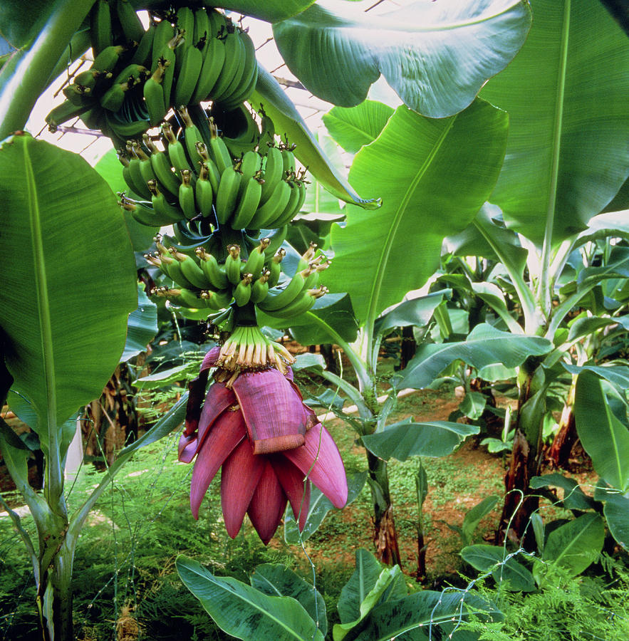 Banana Trees In Geothermally Heated Greenhouse Photograph by Simon Fraser/science Photo Library