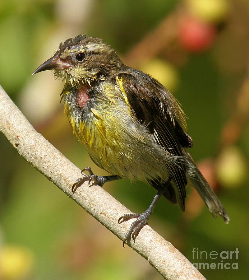 Bananaquit After A Bath Photograph by Adam Jewell