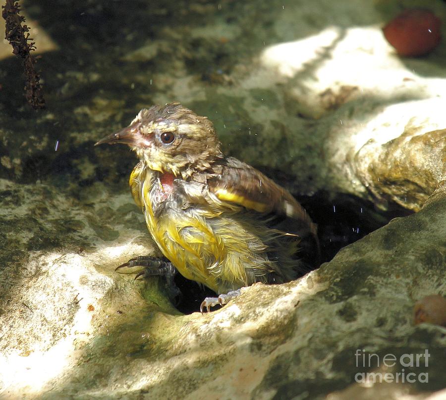 Bananaquit Bird Bath Photograph by Adam Jewell