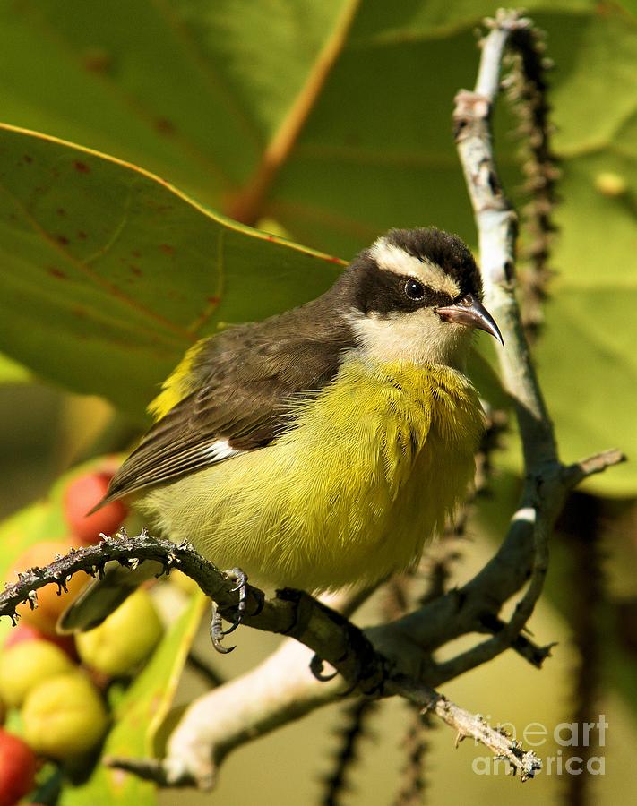 Bananaquit In The Bush Photograph by Adam Jewell