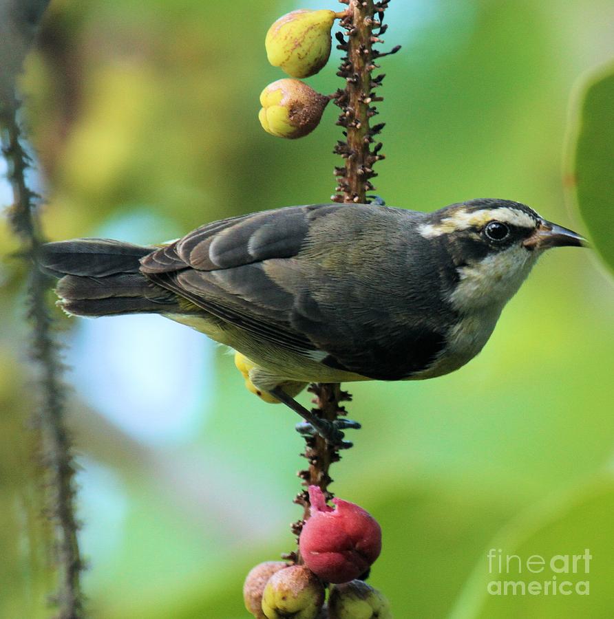 Bananaquit On A Berry Branch Photograph by Adam Jewell