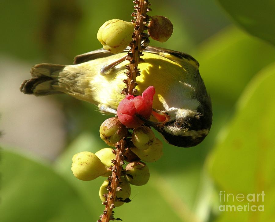 Bananaquit Snack Photograph by Adam Jewell