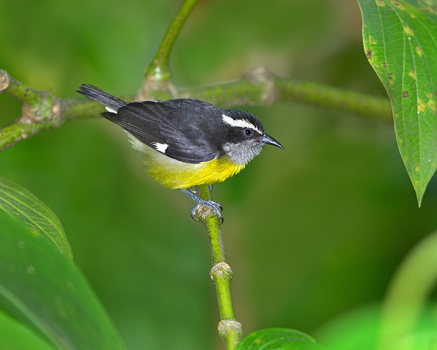 Bananaquit Photograph by Tony Beck