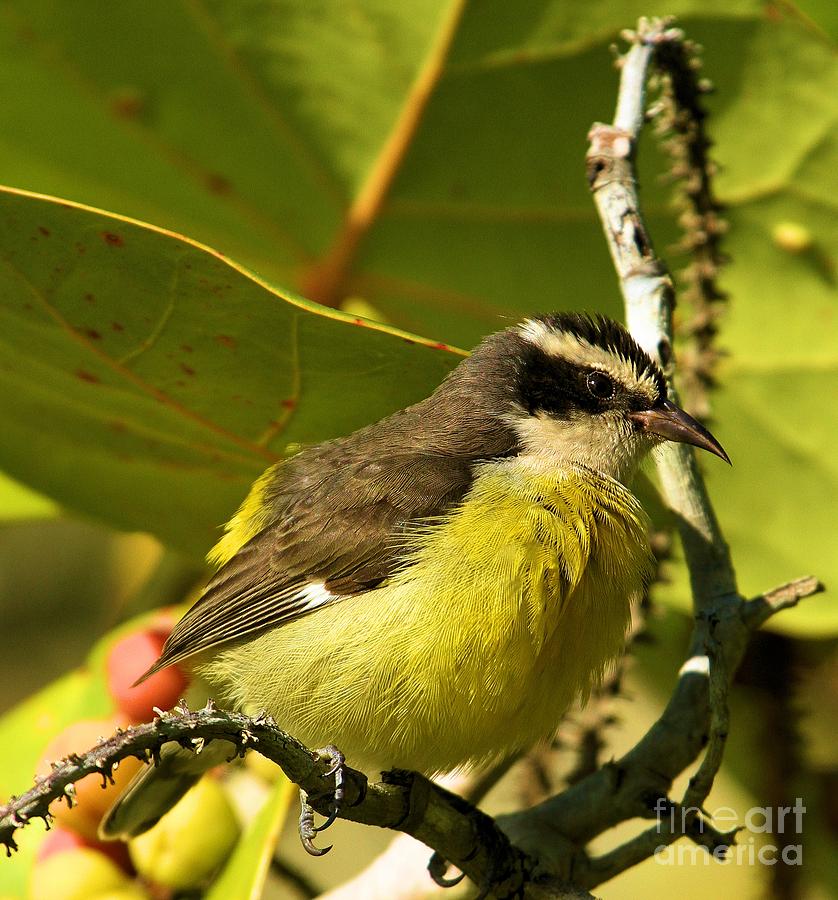 Bananaquit Under The Leaves Photograph by Adam Jewell