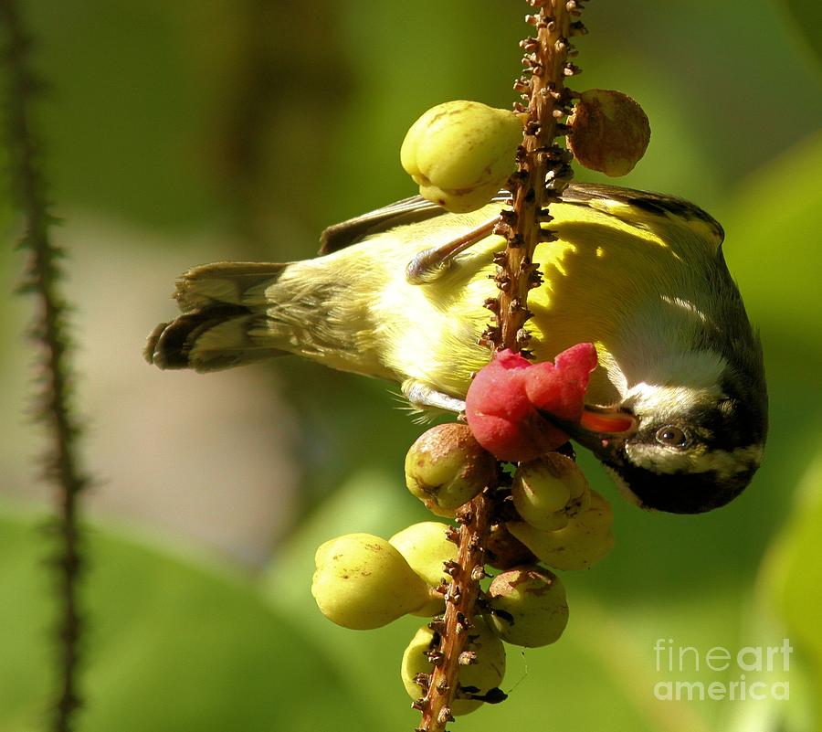 Bananaquit With Berries Photograph by Adam Jewell