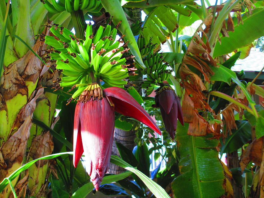 Bananas And Flowers Photograph