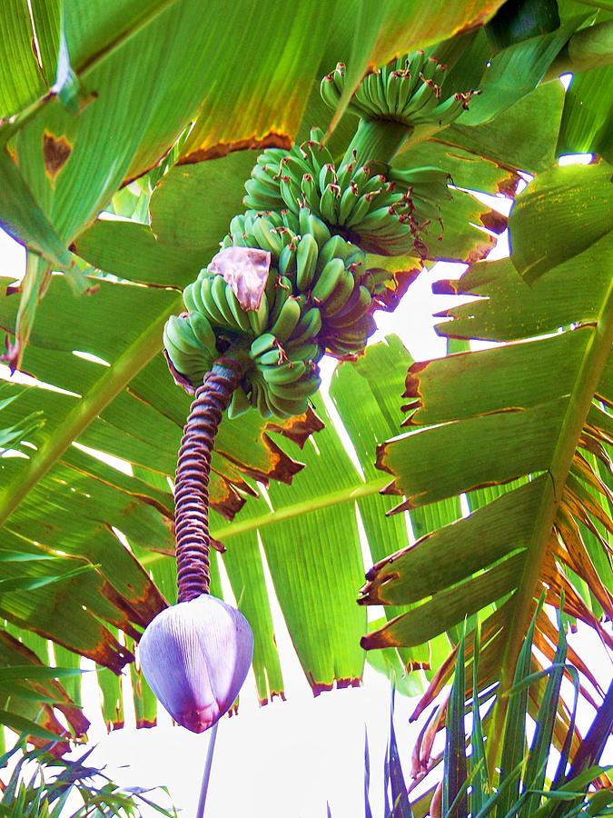 Bananas Photograph by Chuck Hicks - Fine Art America