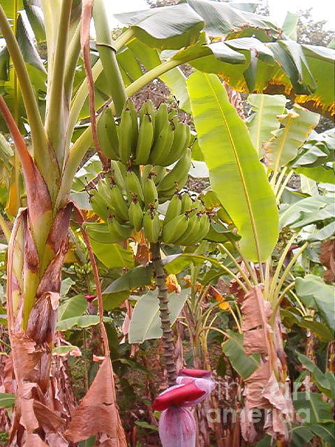 Bananas Gallore Photograph by Gretchen Allen