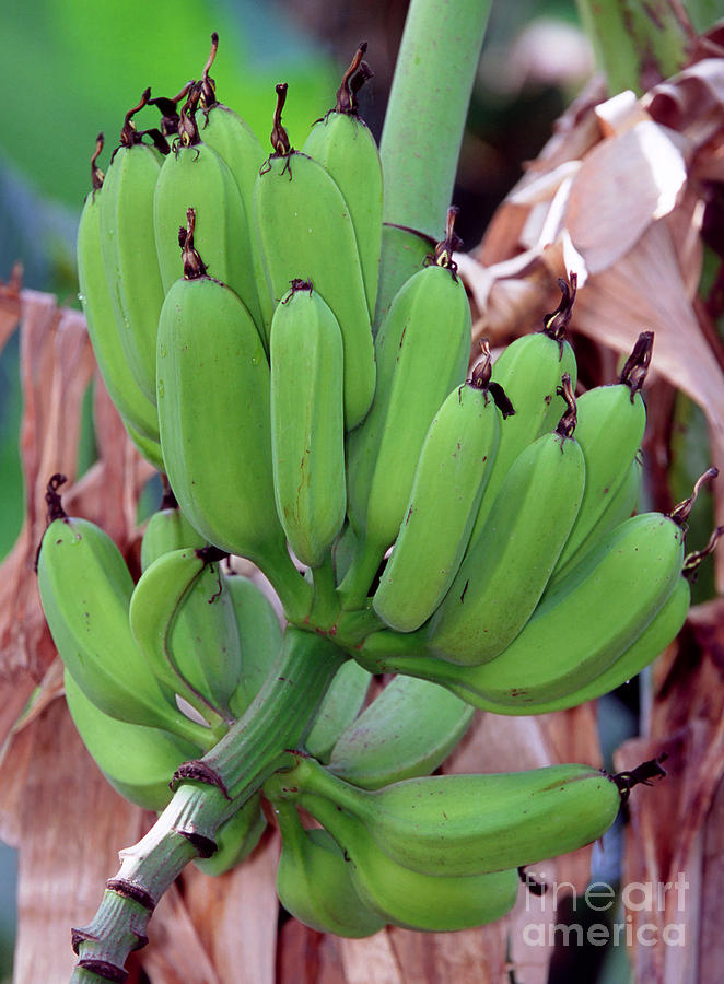 Bananas Growing On Stalk Photograph by Millard H. Sharp