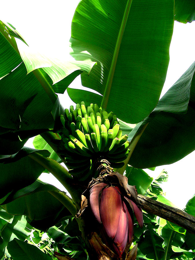 Bananas Photograph by Jean Wolfrum