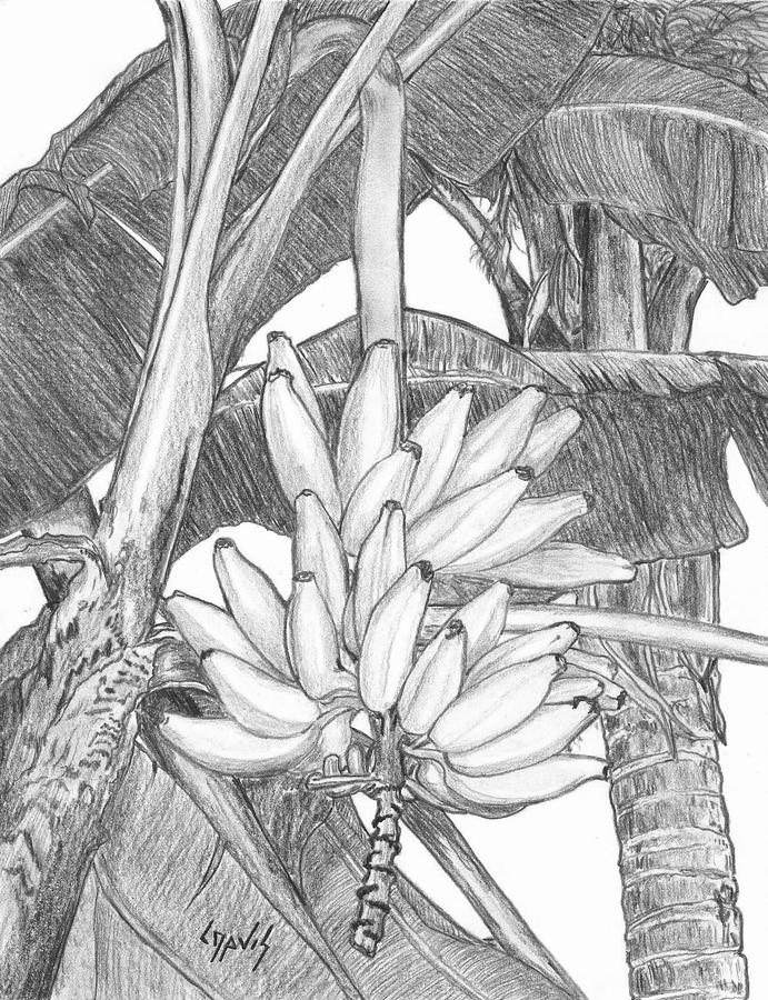 Bananas drawing in color pencils | realistic banana drawing | fruit drawing  - YouTube | Fruits drawing, Fruit art drawings, Colored pencil artwork