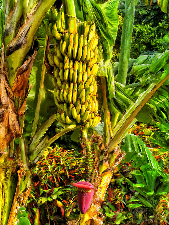 Bananas Near Waikoloa Painting by Dominic Piperata