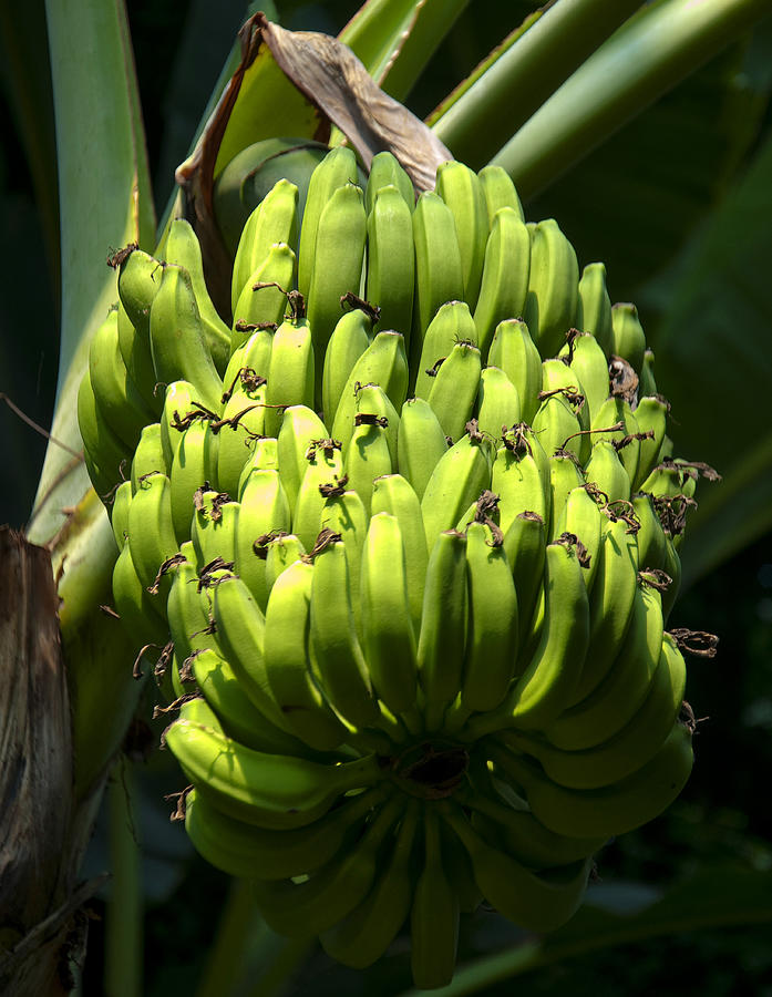Nature Photograph - Bananas on a Banana tree by Flees Photos