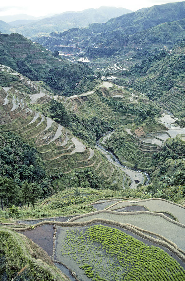 Banaue Rice Terraces Photograph by F. Stuart Westmorland