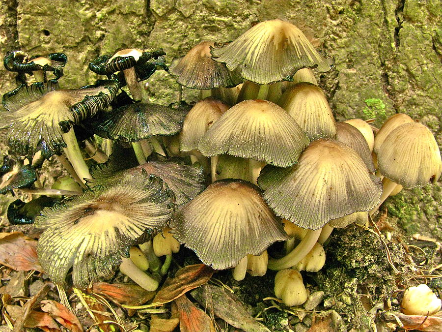 Band of Mushrooms Photograph by John Babis