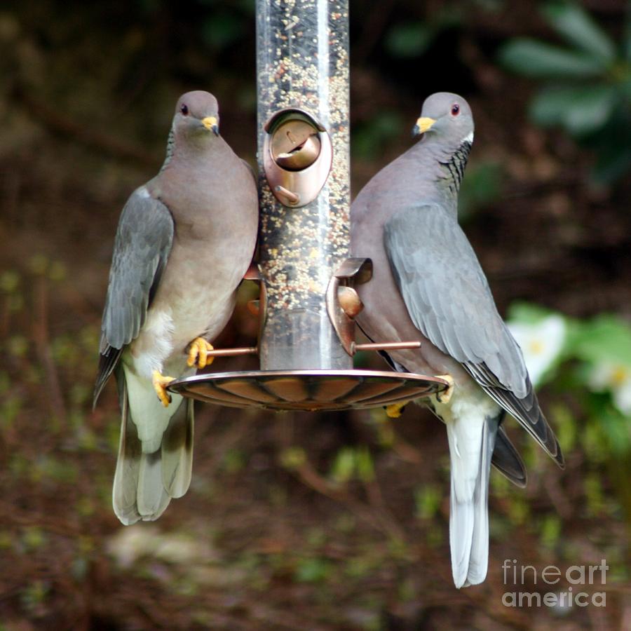 Band Tailed Doves Photograph by Chris Anderson
