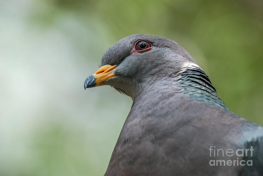 Band-tailed Pigeon 2 Photograph