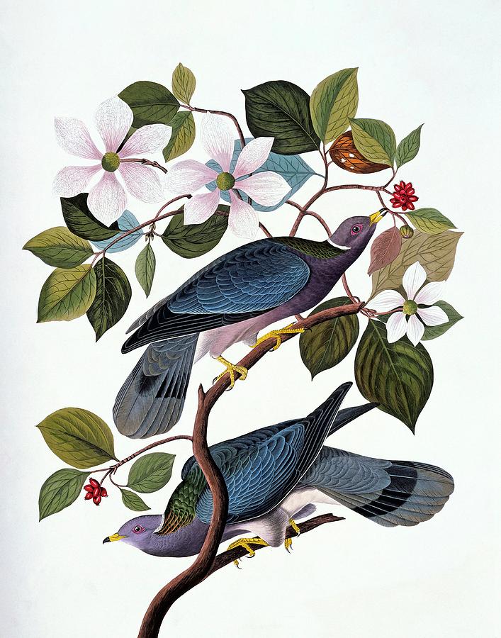 Band-tailed Pigeon Photograph by Natural History Museum, London/science Photo Library
