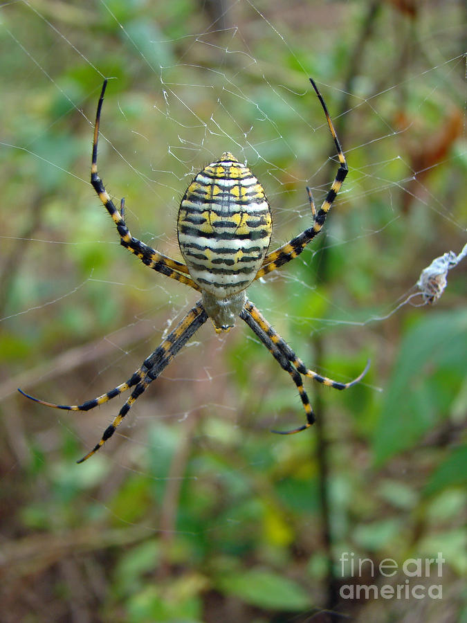 Banded Argiope Orb Weaver Spider - Argiope trifasciata Photograph by Carol Senske