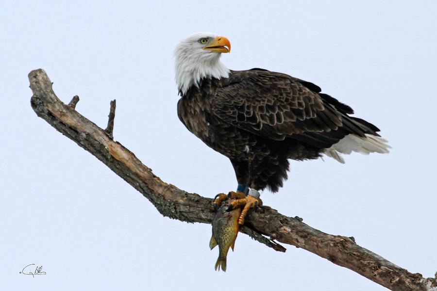 Banded Bald Eagle with Fish Photograph by Craig Allen | Pixels