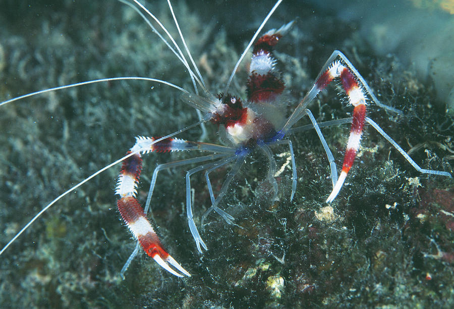 Banded Boxer Shrimp Photograph by Matthew Oldfield/science Photo Library