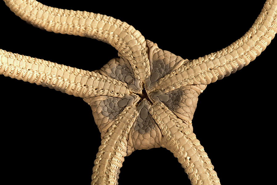 Banded Brittle Star Photograph by Natural History Museum, London