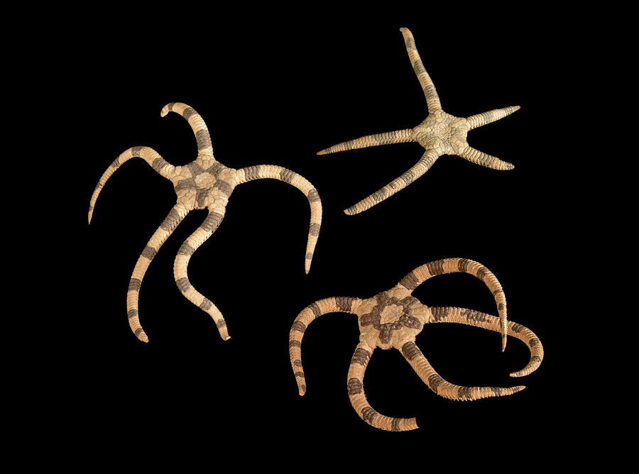 Banded Brittle Stars Photograph by Natural History Museum, London