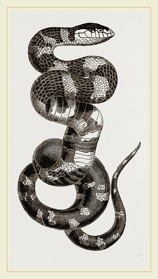 Banded Bungarus Drawing by Litz Collection - Fine Art America