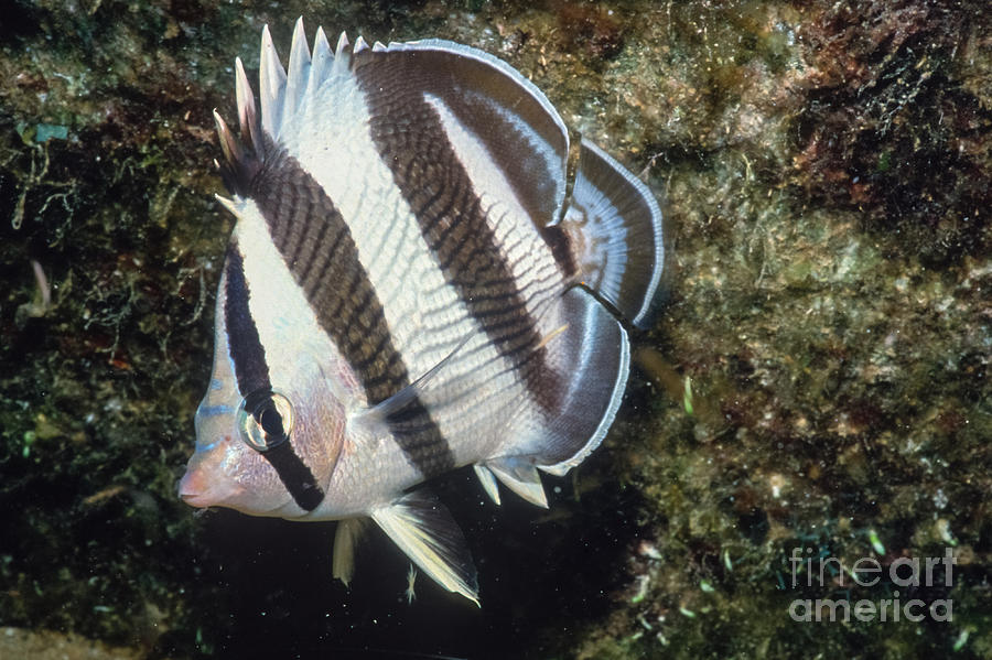 Banded Butterfly Fish Photograph