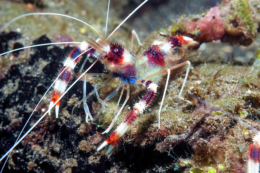 Banded Coral Shrimp Photograph by Georgette Douwma/science Photo