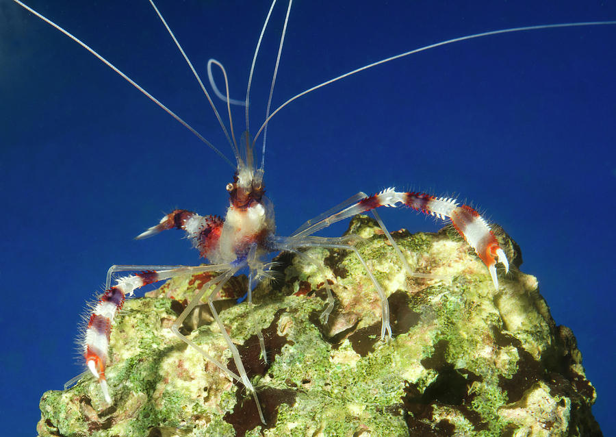 Banded Coral Shrimp Photograph by Nigel Downer