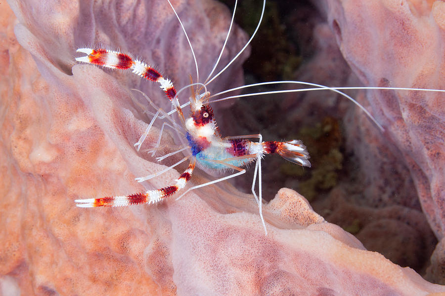 Banded Coral Shrimp With Eggs Photograph by Andrew J. Martinez