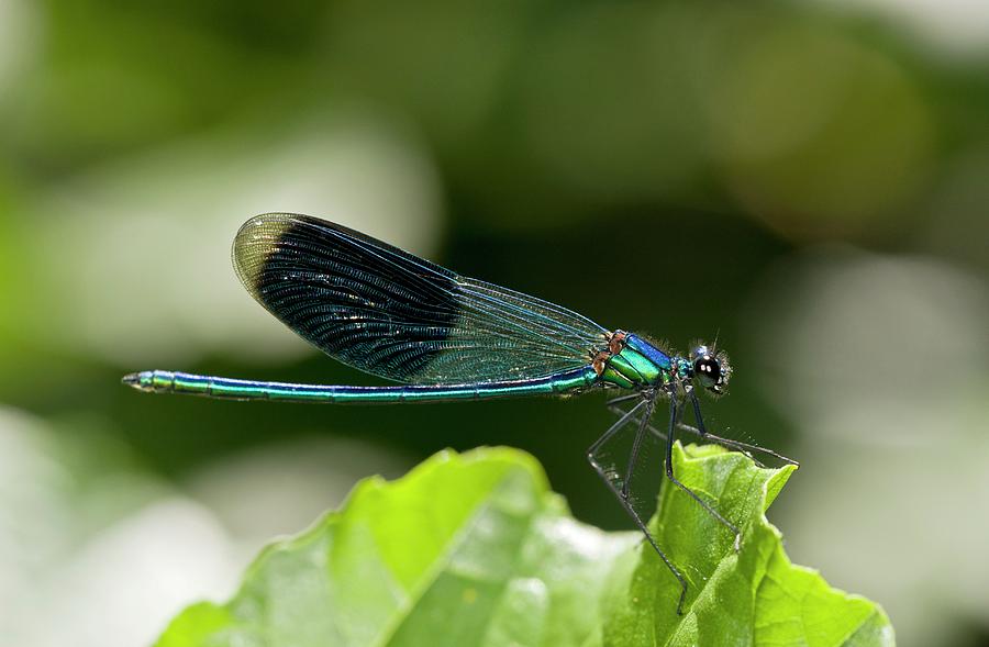 Banded Demoiselle Damselfly Photograph by Bob Gibbons