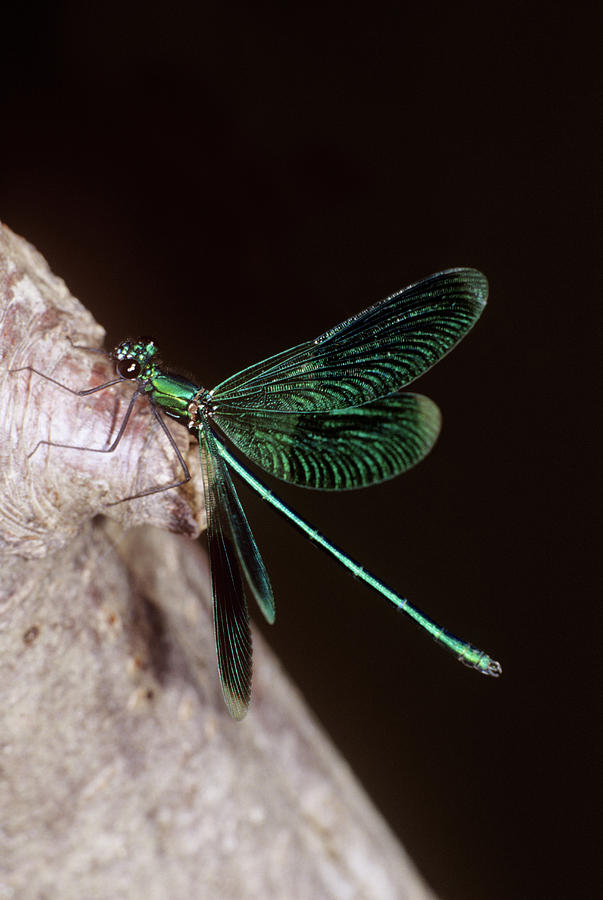 Banded Demoiselle Photograph by M F Merlet/science Photo Library