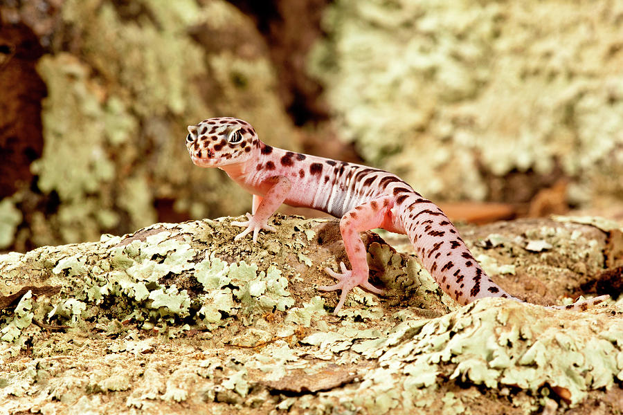 Banded Gecko Coleonyx Variegatus Photograph By David Northcott Fine 