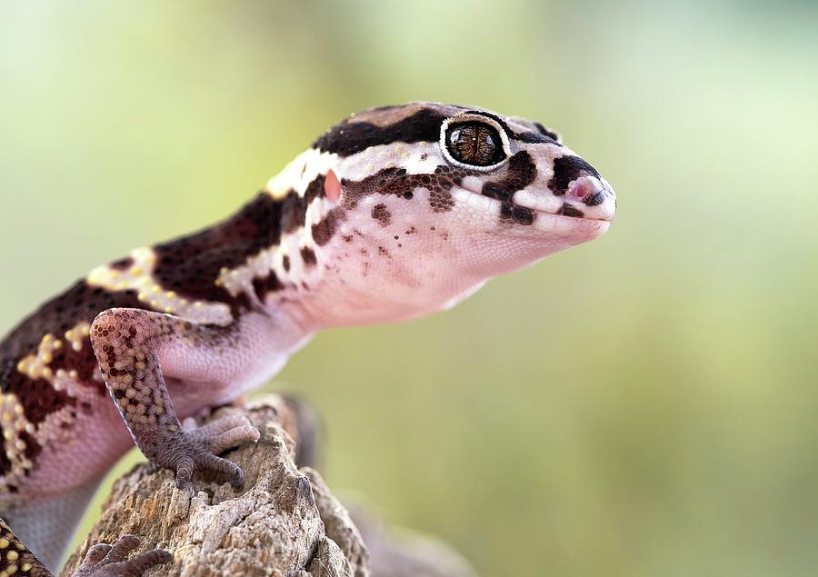 Banded Gecko Photograph by Nicolas Reusens