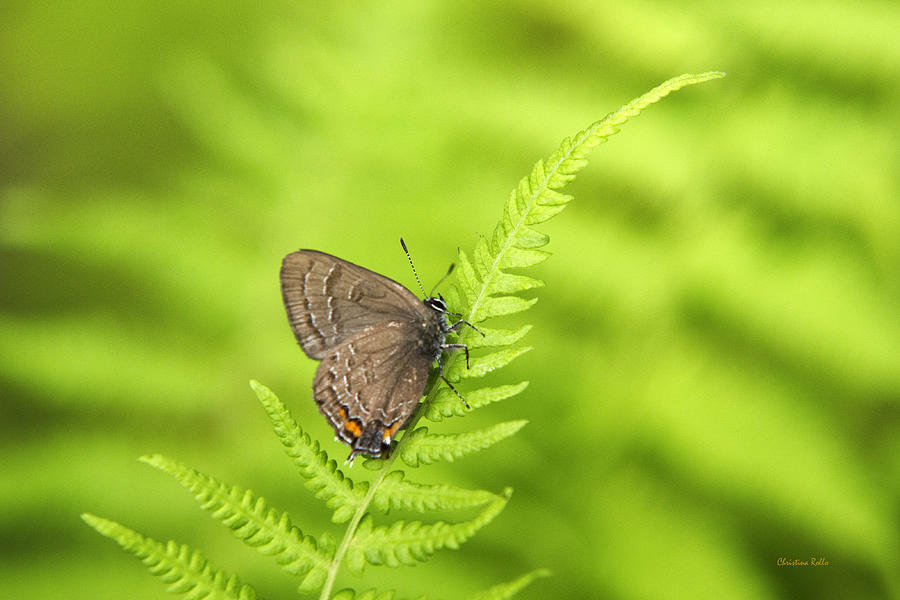 Banded Hairstreak Butterfly Photograph by Christina Rollo