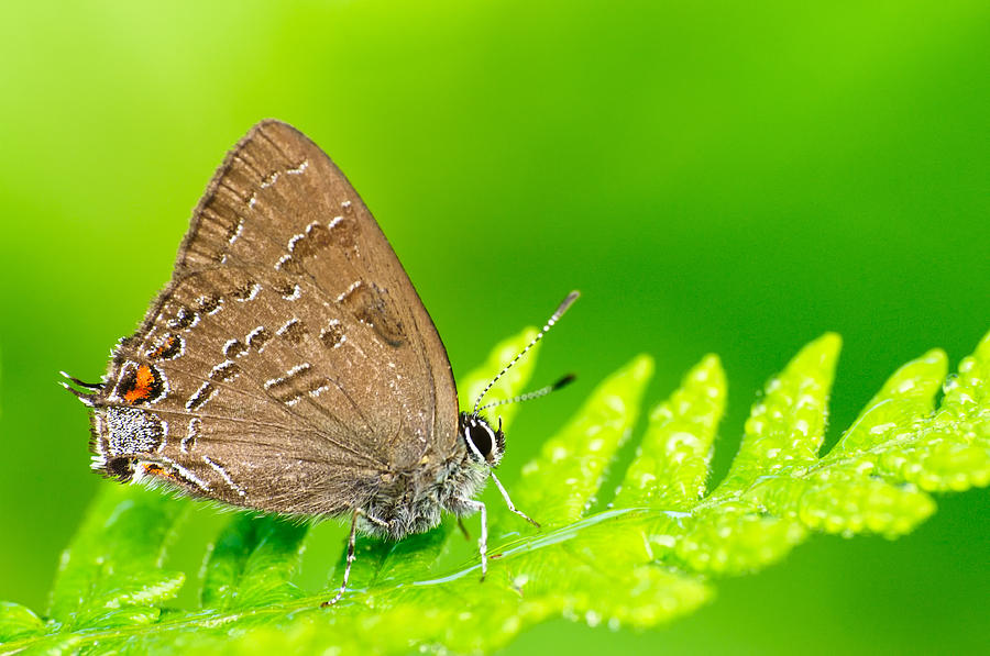 Banded Hairstreak Butterfly Photograph by Photography  By Sai